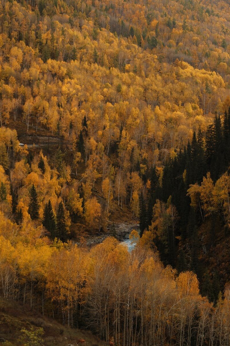 Copyright Enforcement in Trade